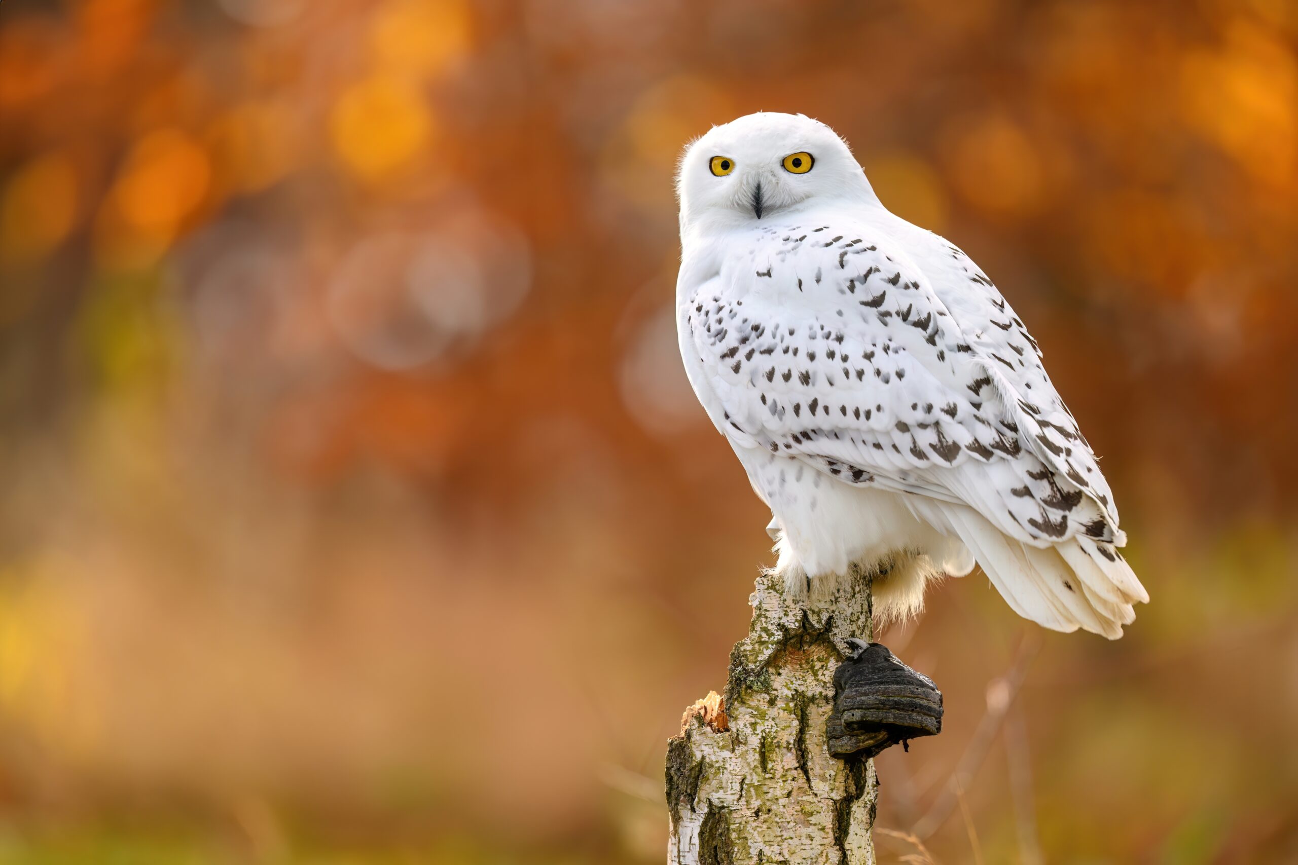 Snowy,Owl,(,Bubo,Scandiacus,),Close,Up